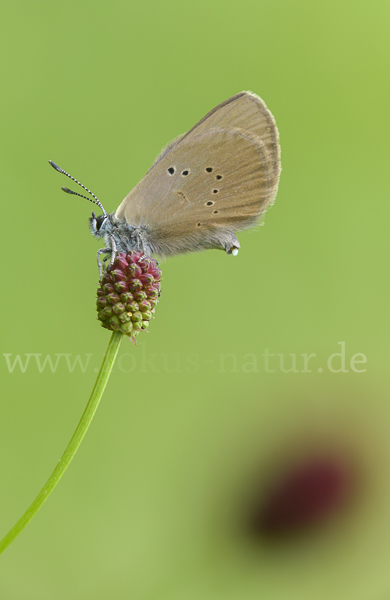 Dunkler Wiesenknopf-Ameisenbläuling (Glaucopsyche nausithous)