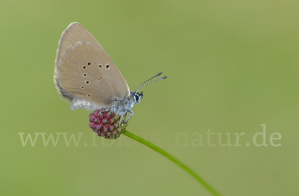 Dunkler Wiesenknopf-Ameisenbläuling (Glaucopsyche nausithous)