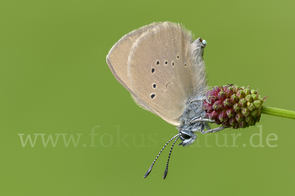 Dunkler Wiesenknopf-Ameisenbläuling (Glaucopsyche nausithous)