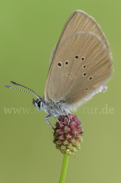 Dunkler Wiesenknopf-Ameisenbläuling (Glaucopsyche nausithous)