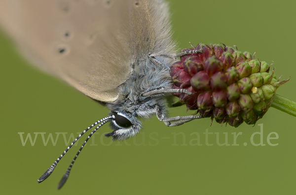 Dunkler Wiesenknopf-Ameisenbläuling (Glaucopsyche nausithous)