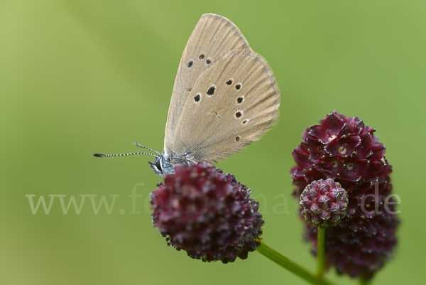 Dunkler Wiesenknopf-Ameisenbläuling (Glaucopsyche nausithous)