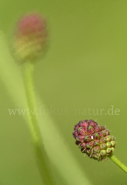 Dunkler Wiesenknopf-Ameisenbläuling (Glaucopsyche nausithous)