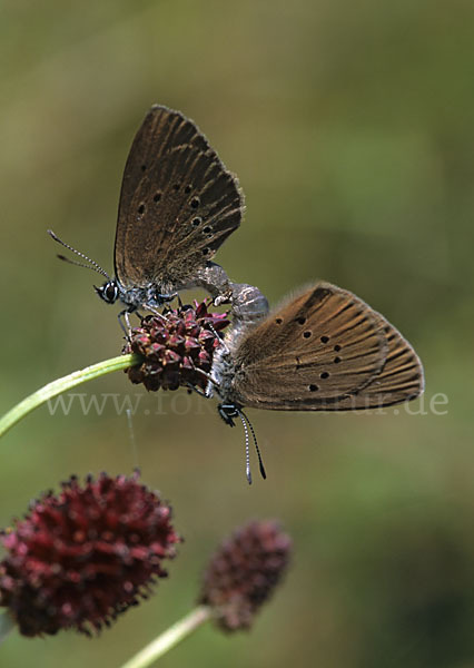 Dunkler Wiesenknopf-Ameisenbläuling (Glaucopsyche nausithous)