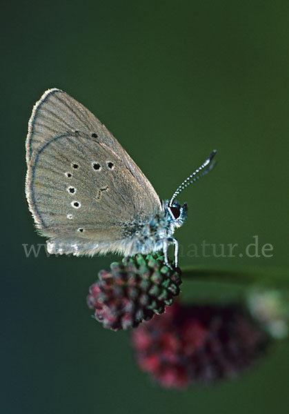 Dunkler Wiesenknopf-Ameisenbläuling (Glaucopsyche nausithous)