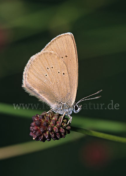 Dunkler Wiesenknopf-Ameisenbläuling (Glaucopsyche nausithous)