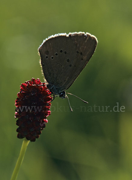 Dunkler Wiesenknopf-Ameisenbläuling (Glaucopsyche nausithous)