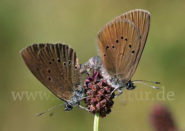 Dunkler Wiesenknopf-Ameisenbläuling (Glaucopsyche nausithous)