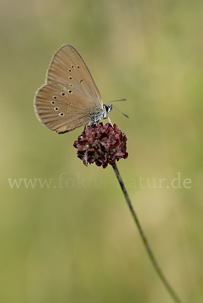 Dunkler Wiesenknopf-Ameisenbläuling (Glaucopsyche nausithous)