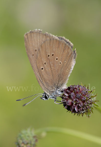 Dunkler Wiesenknopf-Ameisenbläuling (Glaucopsyche nausithous)