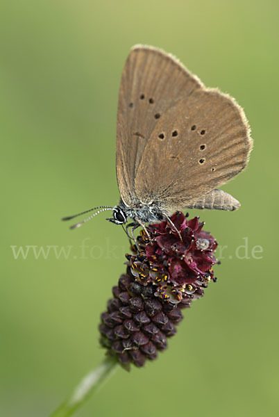 Dunkler Wiesenknopf-Ameisenbläuling (Glaucopsyche nausithous)