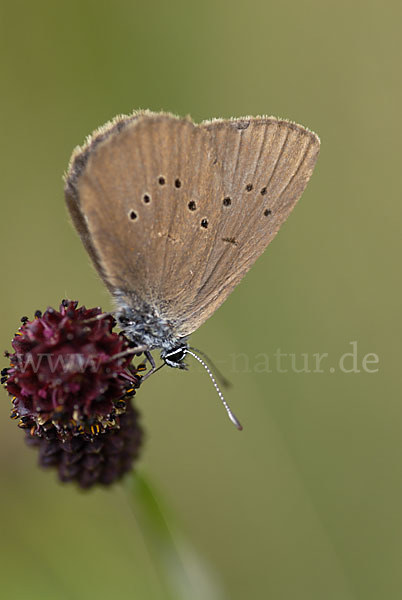 Dunkler Wiesenknopf-Ameisenbläuling (Glaucopsyche nausithous)