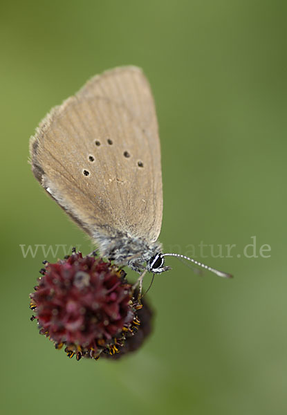 Dunkler Wiesenknopf-Ameisenbläuling (Glaucopsyche nausithous)