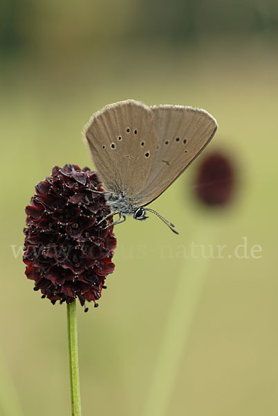 Dunkler Wiesenknopf-Ameisenbläuling (Glaucopsyche nausithous)