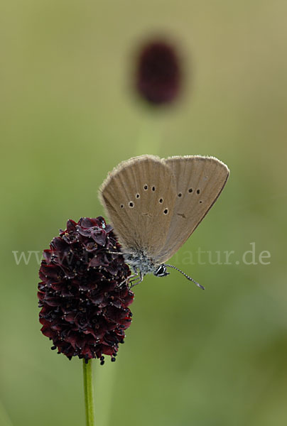 Dunkler Wiesenknopf-Ameisenbläuling (Glaucopsyche nausithous)