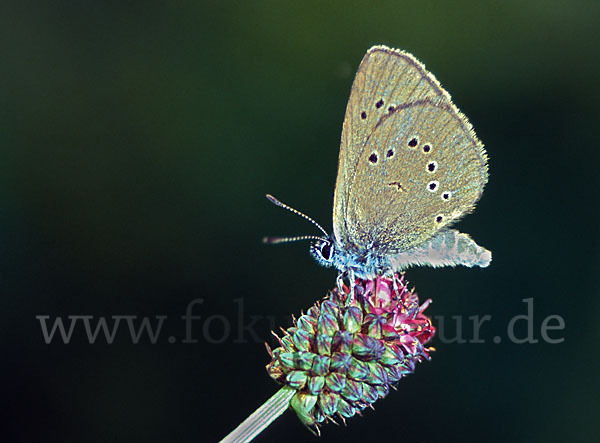 Dunkler Wiesenknopf-Ameisenbläuling (Glaucopsyche nausithous)