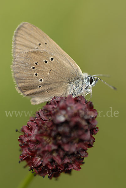 Dunkler Wiesenknopf-Ameisenbläuling (Glaucopsyche nausithous)