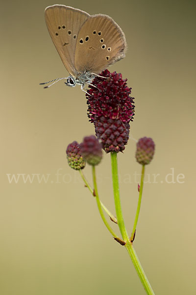 Dunkler Wiesenknopf-Ameisenbläuling (Glaucopsyche nausithous)