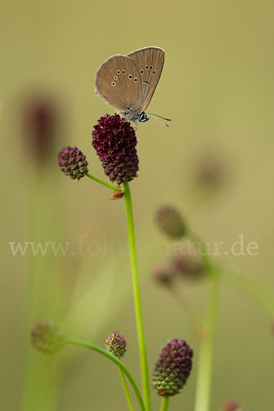 Dunkler Wiesenknopf-Ameisenbläuling (Glaucopsyche nausithous)