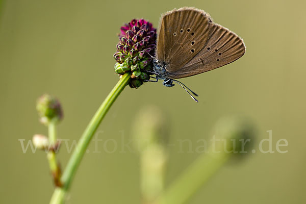 Dunkler Wiesenknopf-Ameisenbläuling (Glaucopsyche nausithous)