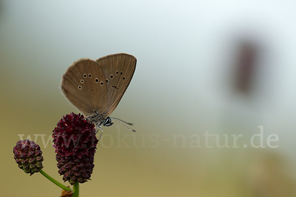 Dunkler Wiesenknopf-Ameisenbläuling (Glaucopsyche nausithous)