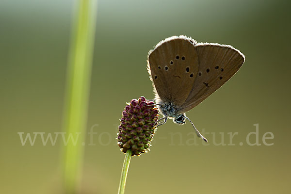 Dunkler Wiesenknopf-Ameisenbläuling (Glaucopsyche nausithous)