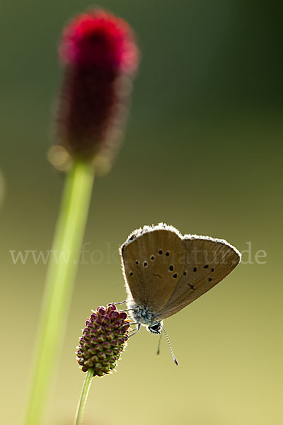 Dunkler Wiesenknopf-Ameisenbläuling (Glaucopsyche nausithous)