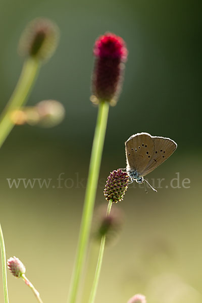 Dunkler Wiesenknopf-Ameisenbläuling (Glaucopsyche nausithous)