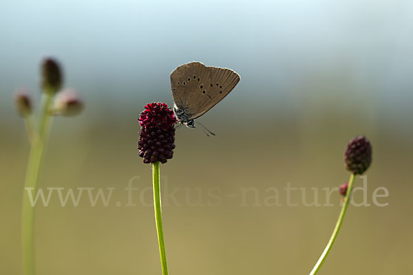 Dunkler Wiesenknopf-Ameisenbläuling (Glaucopsyche nausithous)