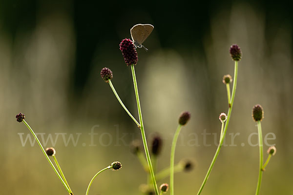 Dunkler Wiesenknopf-Ameisenbläuling (Glaucopsyche nausithous)