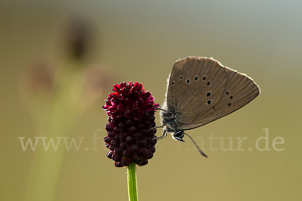 Dunkler Wiesenknopf-Ameisenbläuling (Glaucopsyche nausithous)