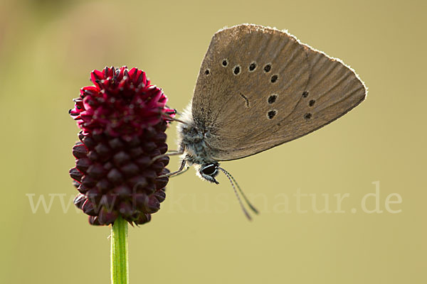 Dunkler Wiesenknopf-Ameisenbläuling (Glaucopsyche nausithous)