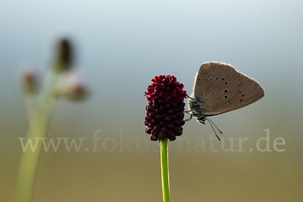 Dunkler Wiesenknopf-Ameisenbläuling (Glaucopsyche nausithous)