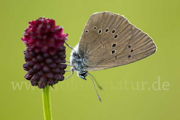 Dunkler Wiesenknopf-Ameisenbläuling (Glaucopsyche nausithous)