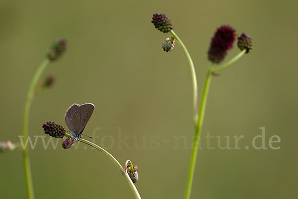 Dunkler Wiesenknopf-Ameisenbläuling (Glaucopsyche nausithous)