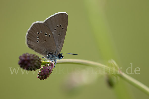 Dunkler Wiesenknopf-Ameisenbläuling (Glaucopsyche nausithous)