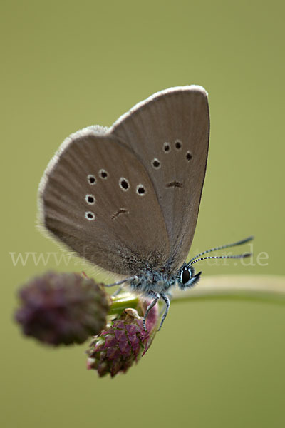 Dunkler Wiesenknopf-Ameisenbläuling (Glaucopsyche nausithous)