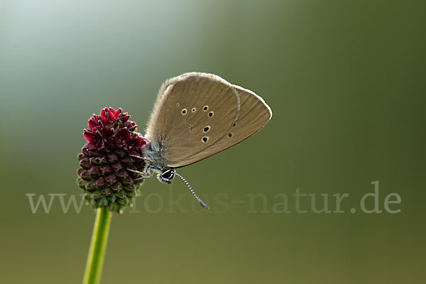 Dunkler Wiesenknopf-Ameisenbläuling (Glaucopsyche nausithous)