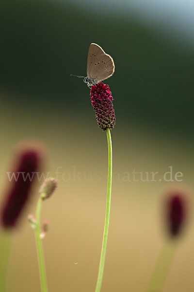 Dunkler Wiesenknopf-Ameisenbläuling (Glaucopsyche nausithous)