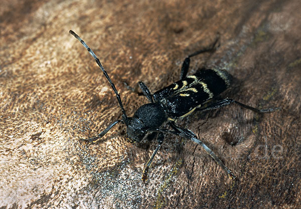 Dunkler Zierbock (Anaglyptus mysticus)