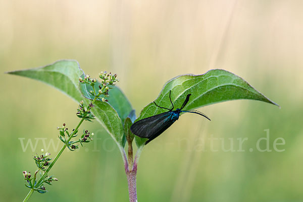 Dunkles Grünwidderchen (Rhagades pruni)