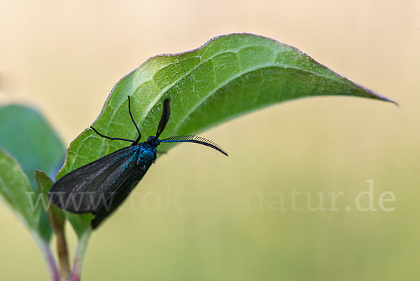 Dunkles Grünwidderchen (Rhagades pruni)