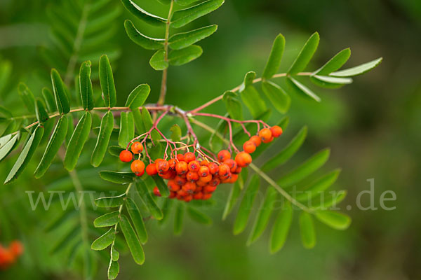 Eberesche (Sorbus aucuparia)