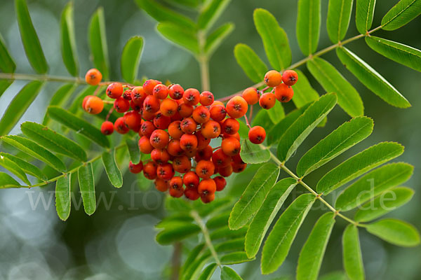 Eberesche (Sorbus aucuparia)