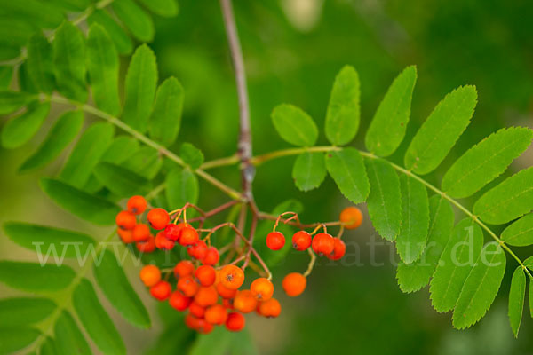 Eberesche (Sorbus aucuparia)