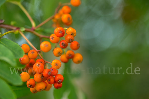 Eberesche (Sorbus aucuparia)