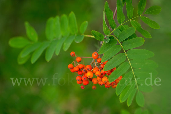 Eberesche (Sorbus aucuparia)