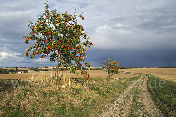 Eberesche (Sorbus aucuparia)