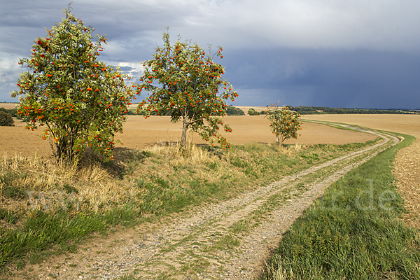 Eberesche (Sorbus aucuparia)