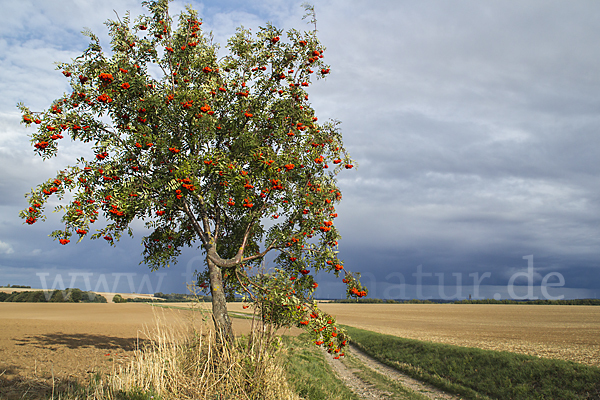 Eberesche (Sorbus aucuparia)